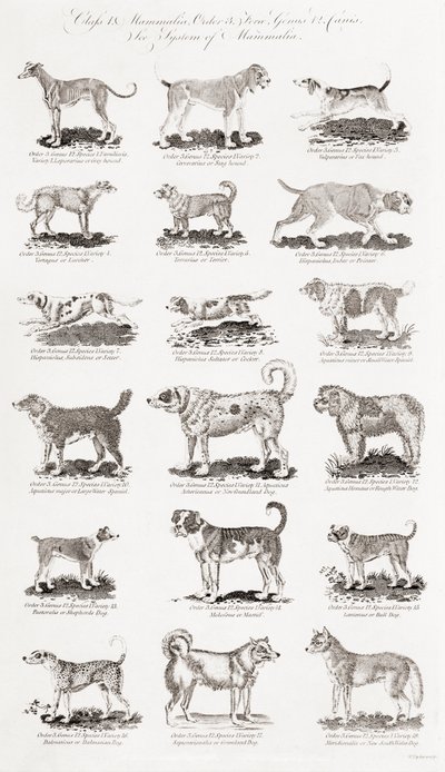 Different Breeds of Dogs by Unbekannt Unbekannt